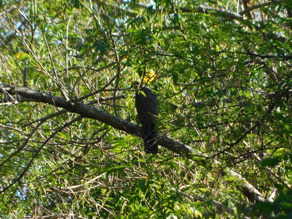Gavilán Bicolor - ML382709021