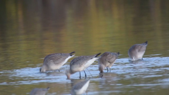 Hudsonian Godwit - ML382710001