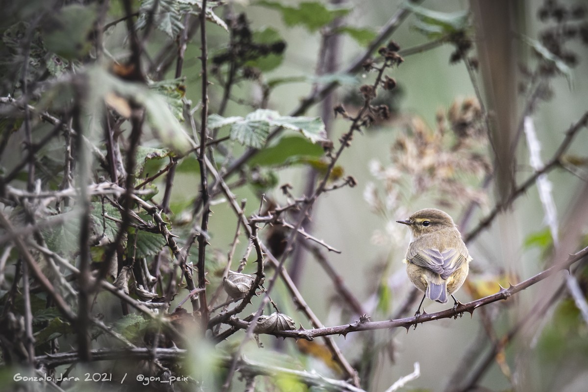 Common Chiffchaff - ML382710431