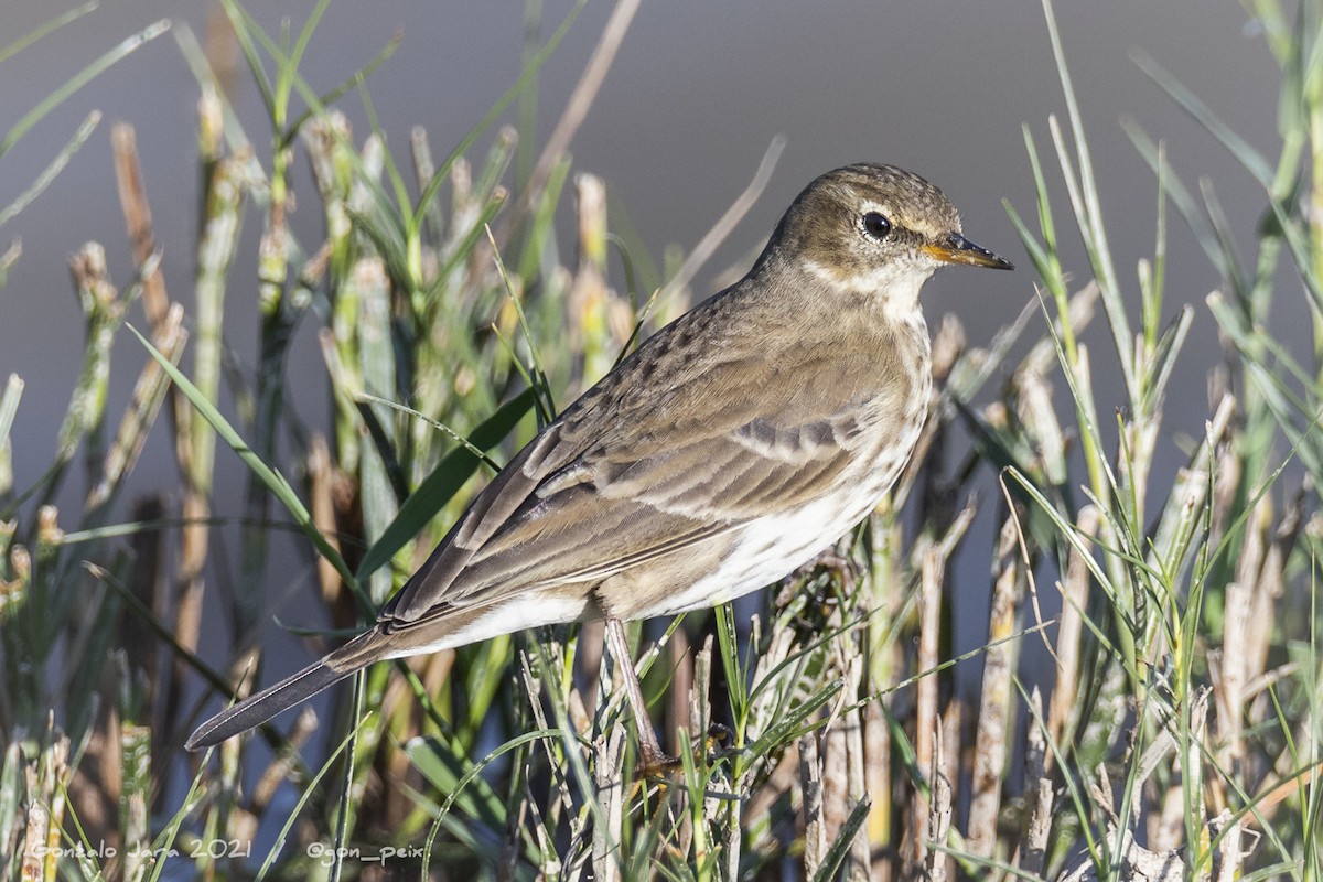 Water Pipit - ML382710971