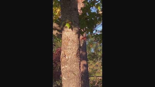 Red-breasted Sapsucker - ML382714821