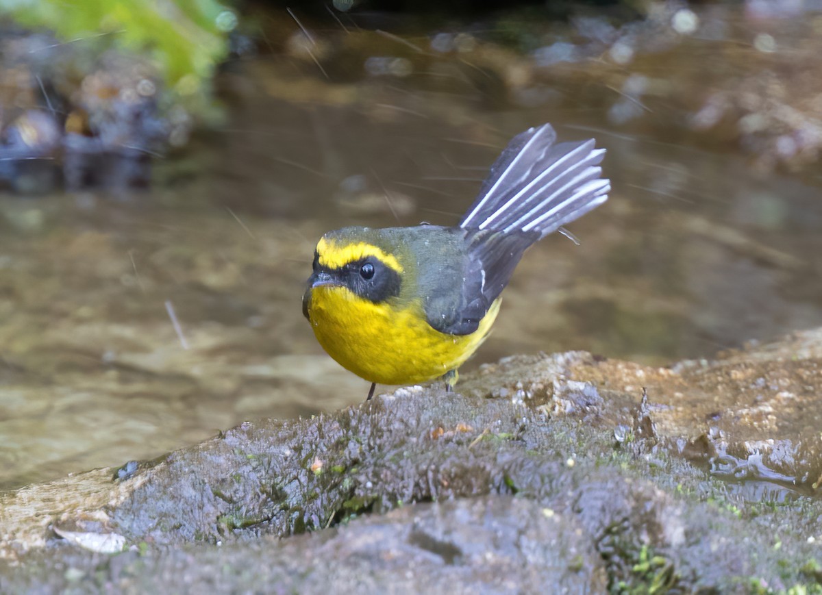 Yellow-bellied Fairy-Fantail - ML382716151