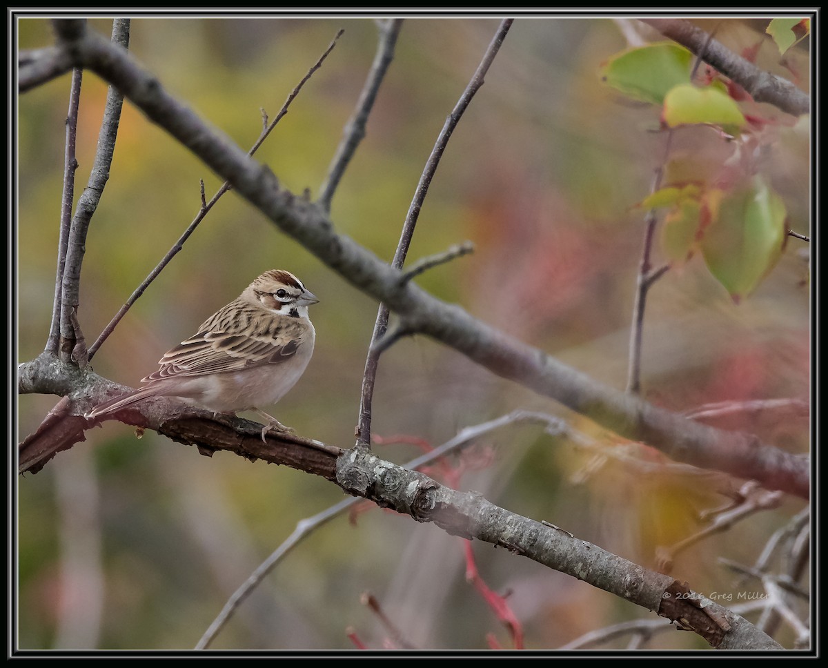 Lark Sparrow - Greg Miller