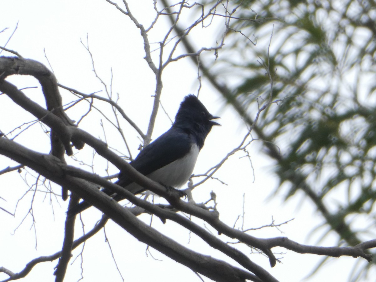 Satin Flycatcher - ML382718851