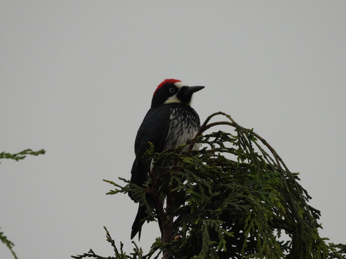 Acorn Woodpecker - ML382721141