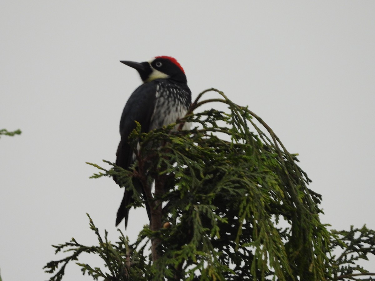Acorn Woodpecker - ML382721341