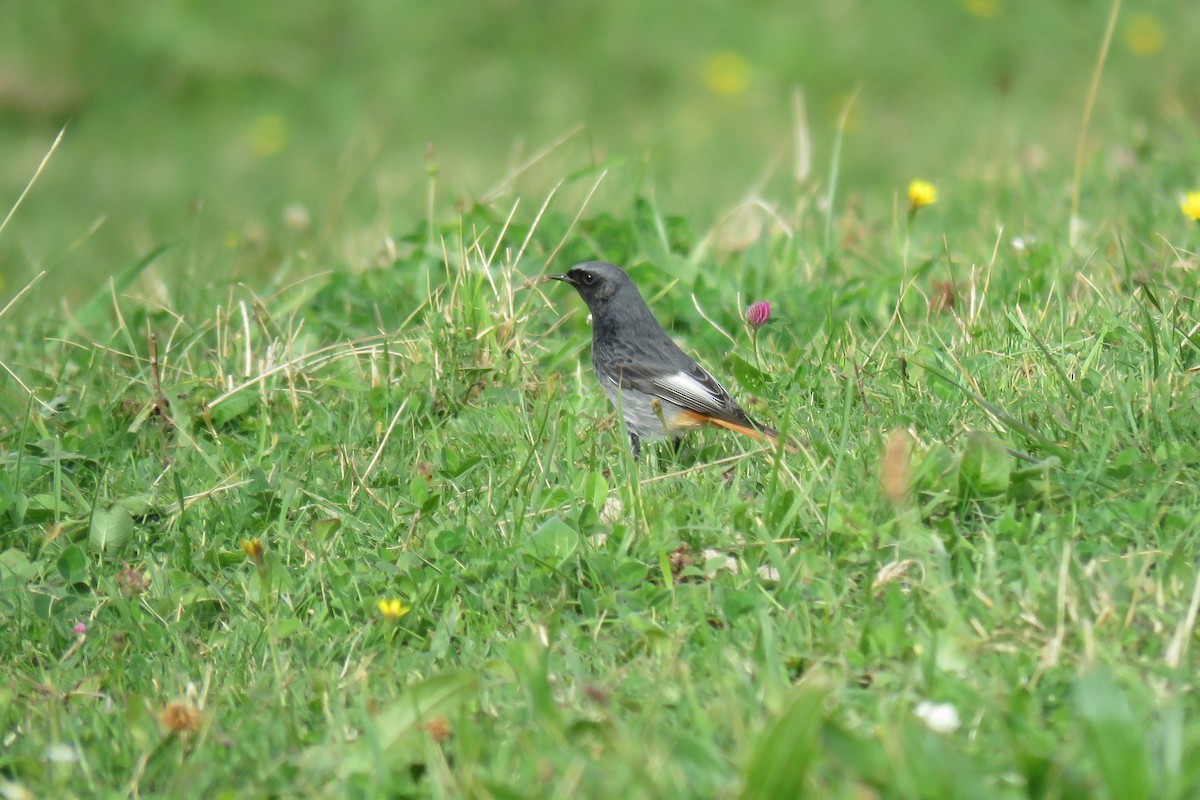 Black Redstart - ML382722161