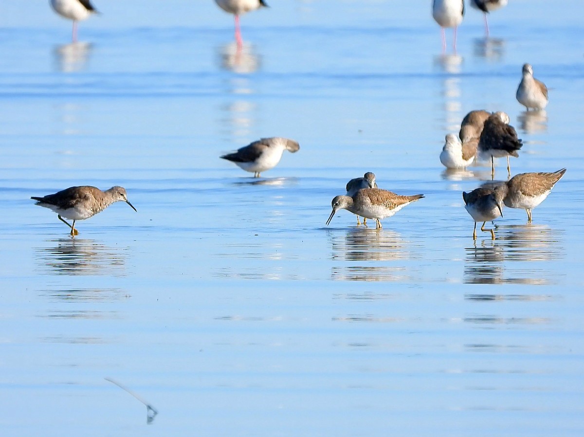 Lesser Yellowlegs - Miguel Ansenuza