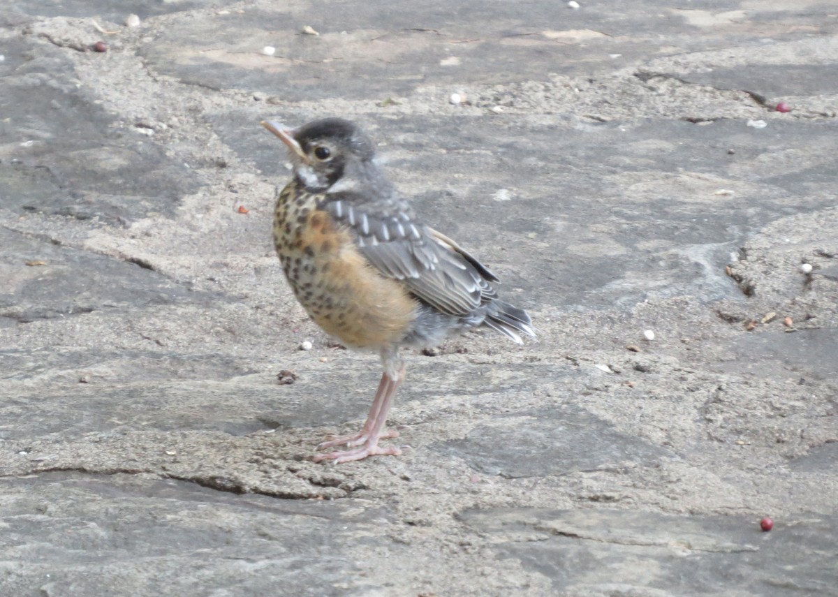 American Robin - Dan Scheiman