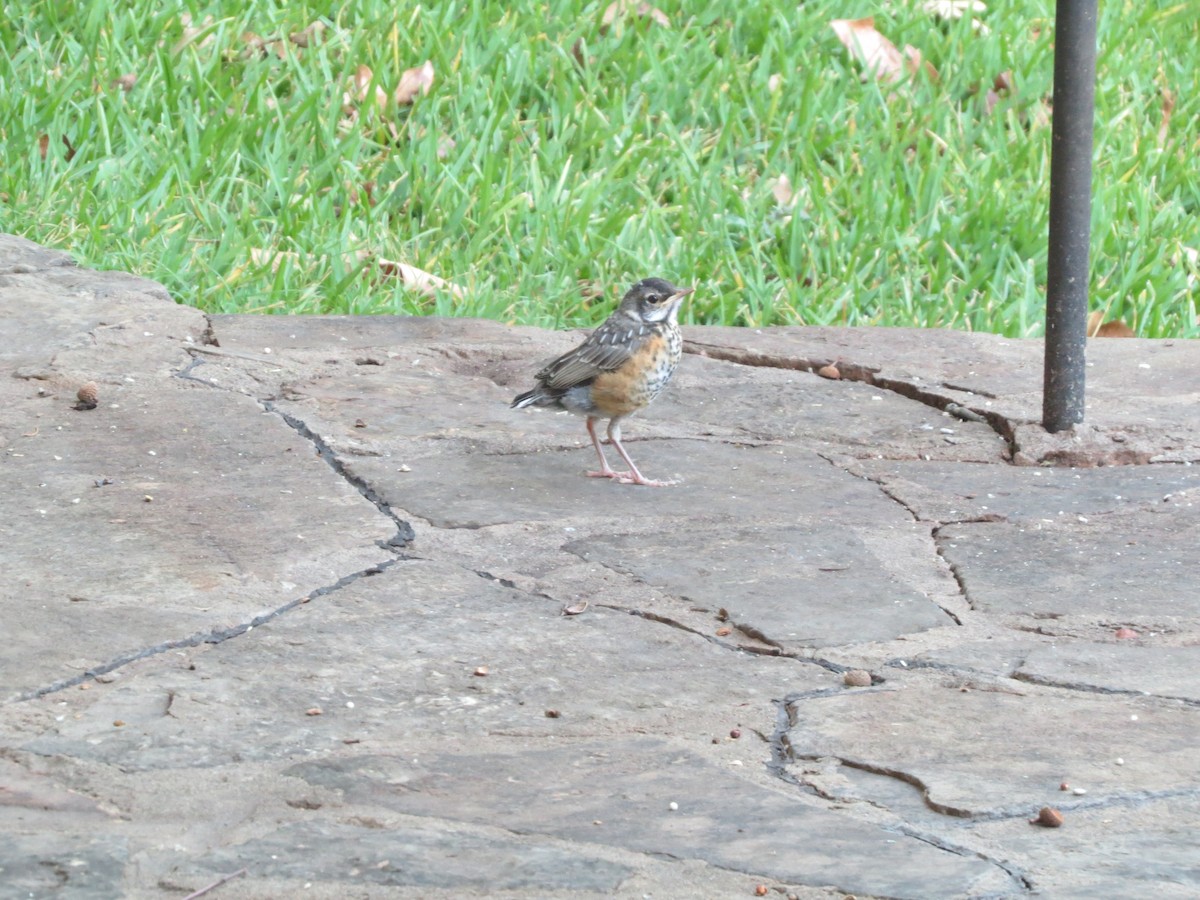 American Robin - Dan Scheiman