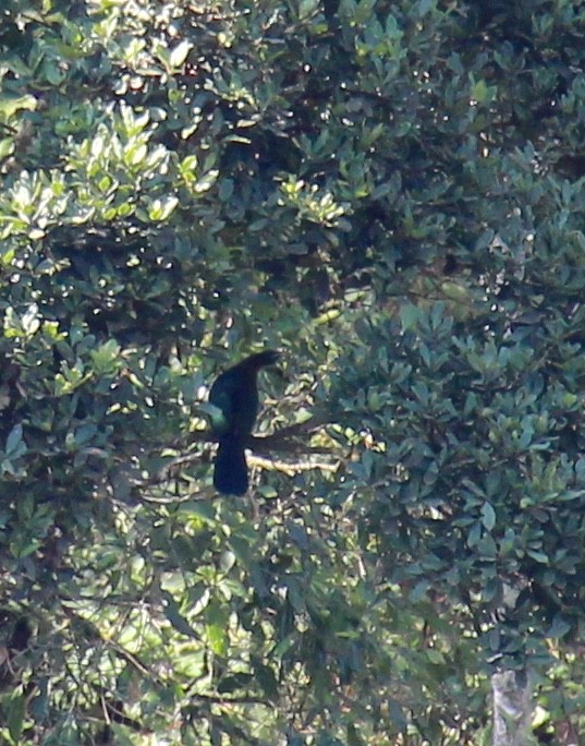 Black-billed Turaco - ML38272651