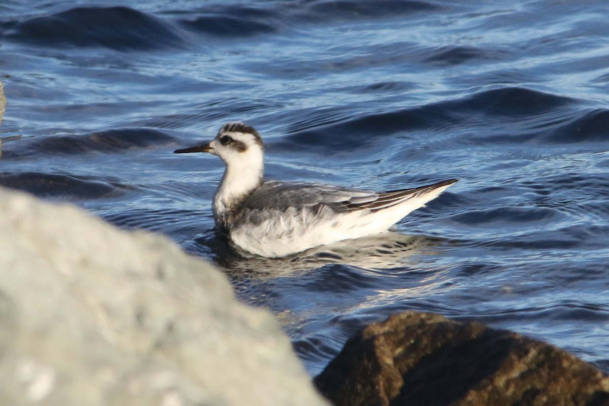 Red Phalarope - ML38272671