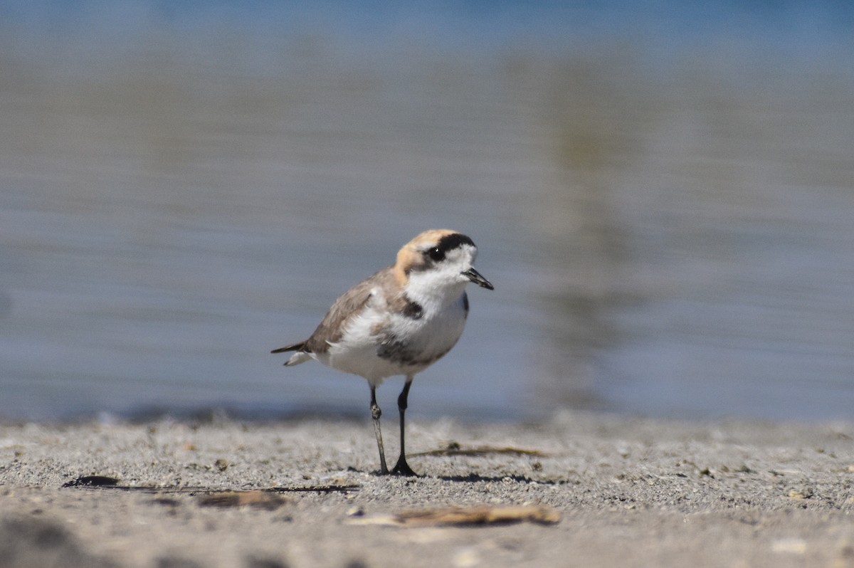 Puna Plover - ML382728161