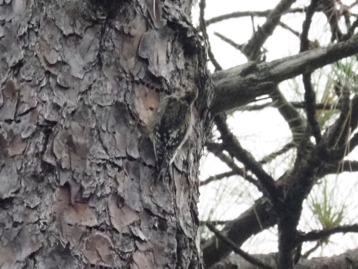 Yellow-bellied Sapsucker - ML382728641