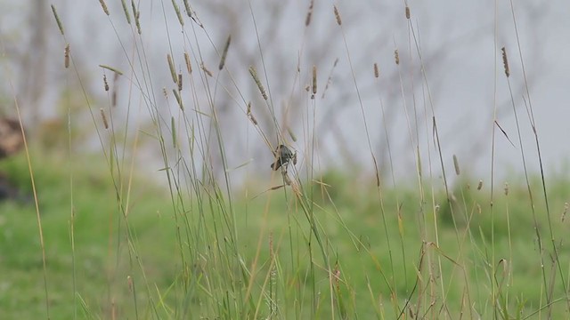 Lesson's Seedeater - ML382729141