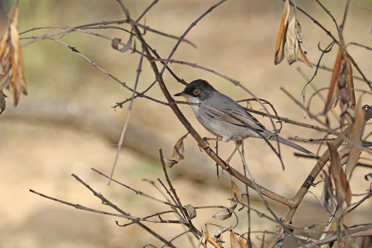 Sardinian Warbler - ML382729181