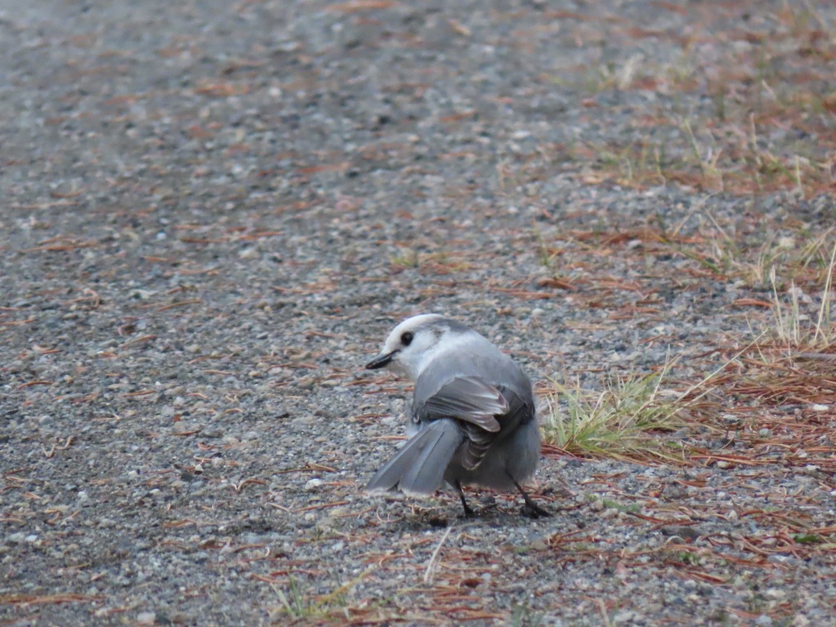 Canada Jay - ML382729441