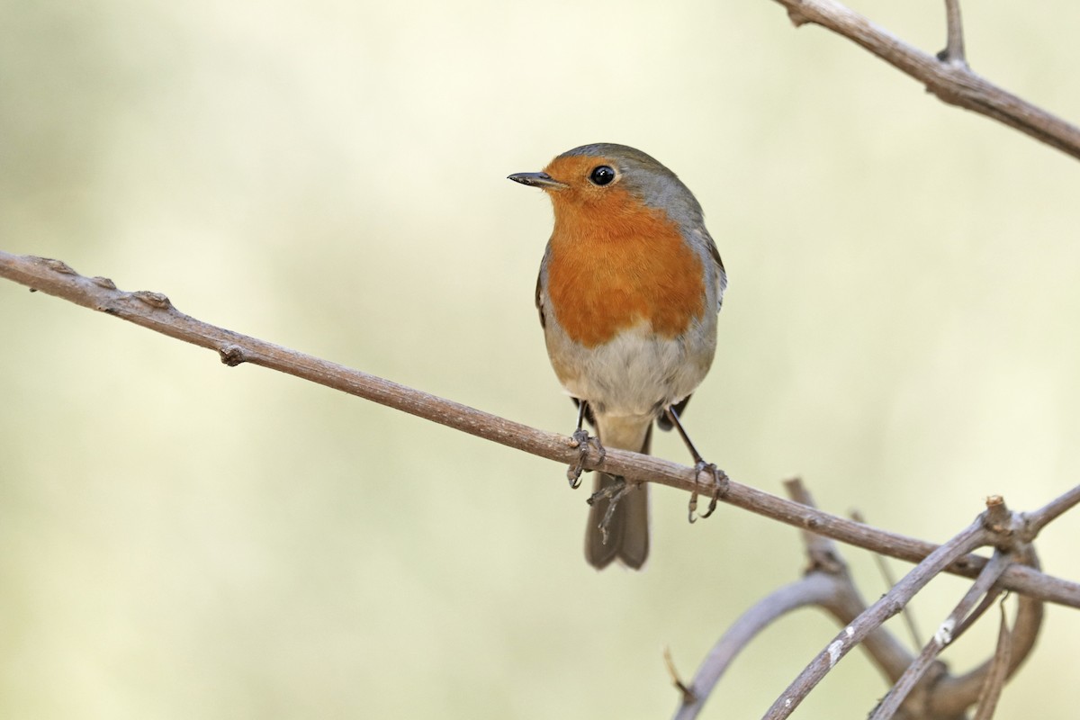 European Robin - ML382729611