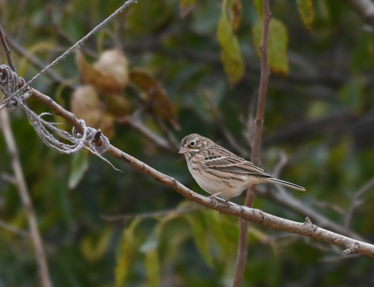 Vesper Sparrow - ML382731061