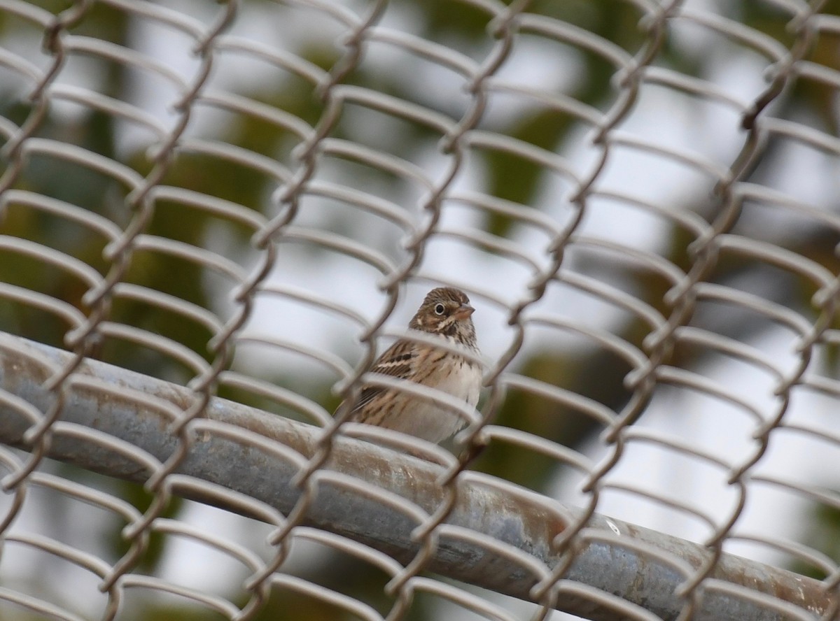 Vesper Sparrow - ML382731071