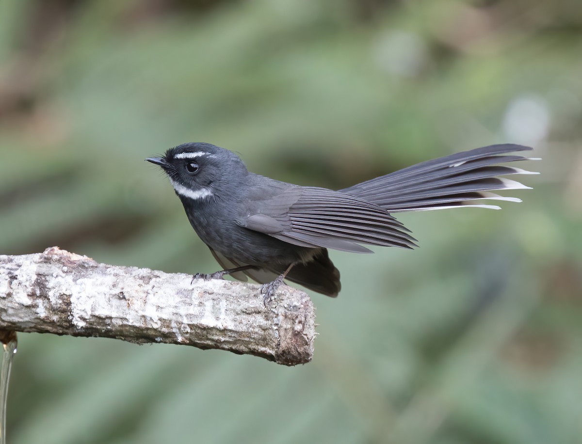 White-throated Fantail - ML382732421