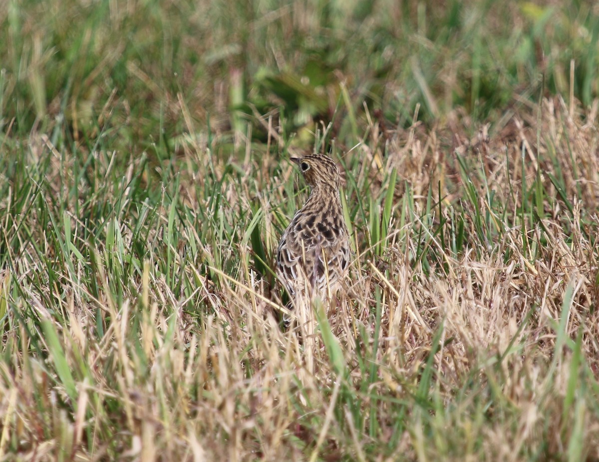 Sprague's Pipit - ML382735411