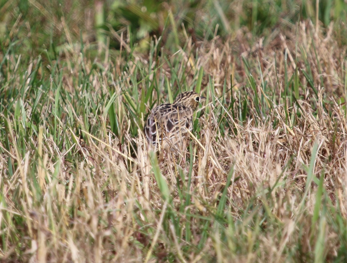 Sprague's Pipit - ML382735421
