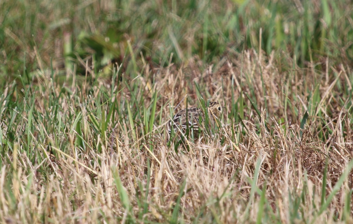 Sprague's Pipit - ML382735431