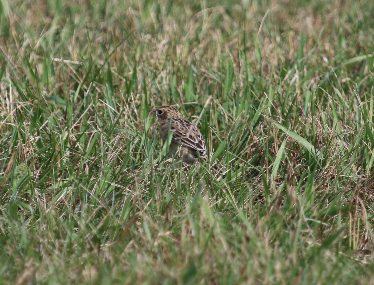 Sprague's Pipit - ML382735441