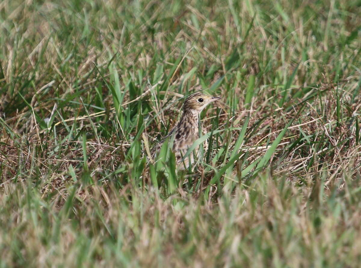 Sprague's Pipit - ML382735451