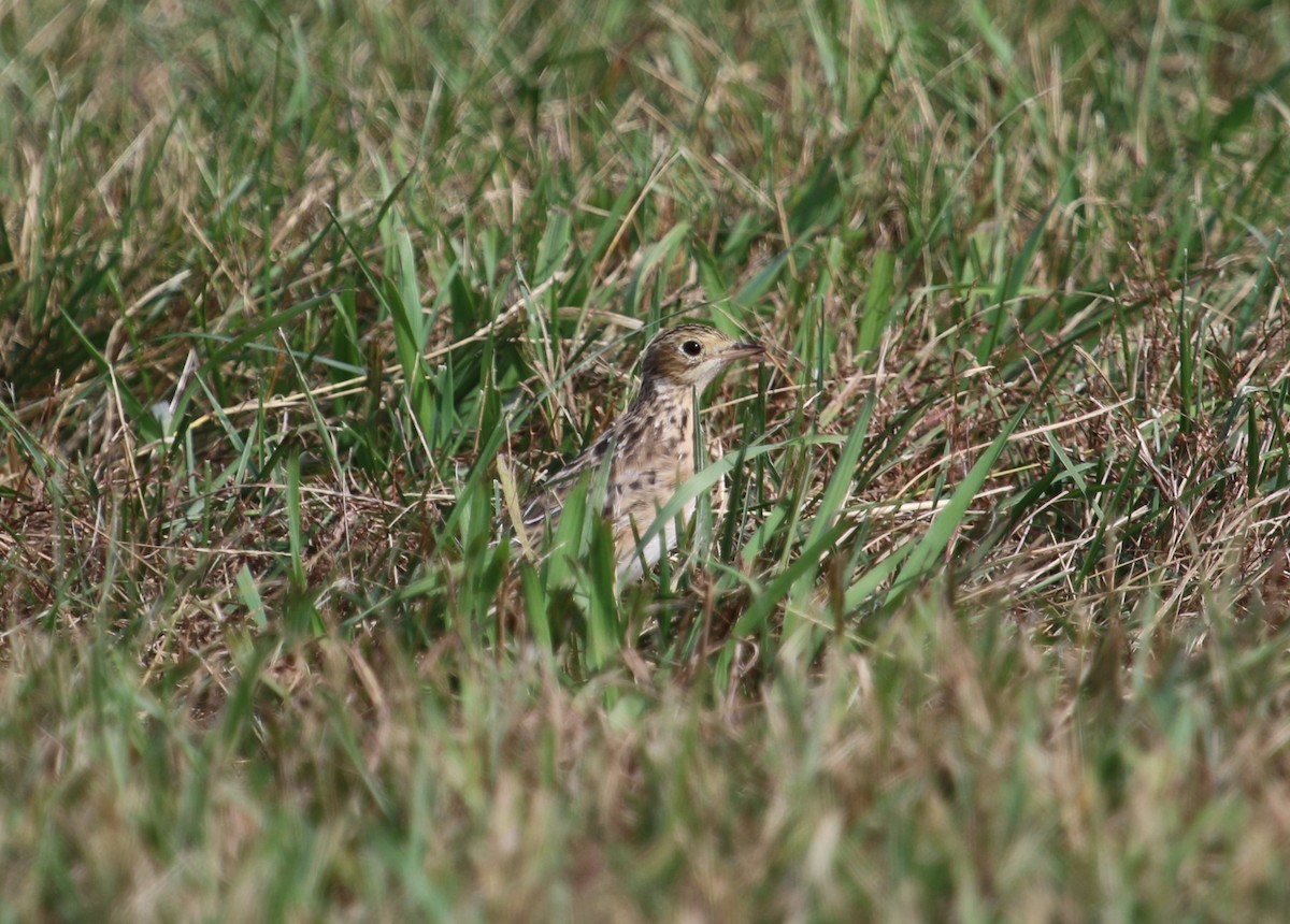 Sprague's Pipit - ML382735461