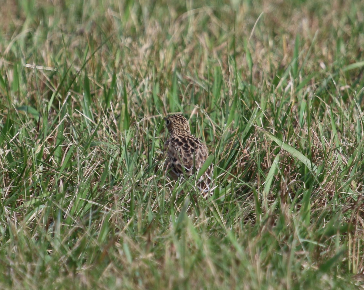Sprague's Pipit - ML382735491