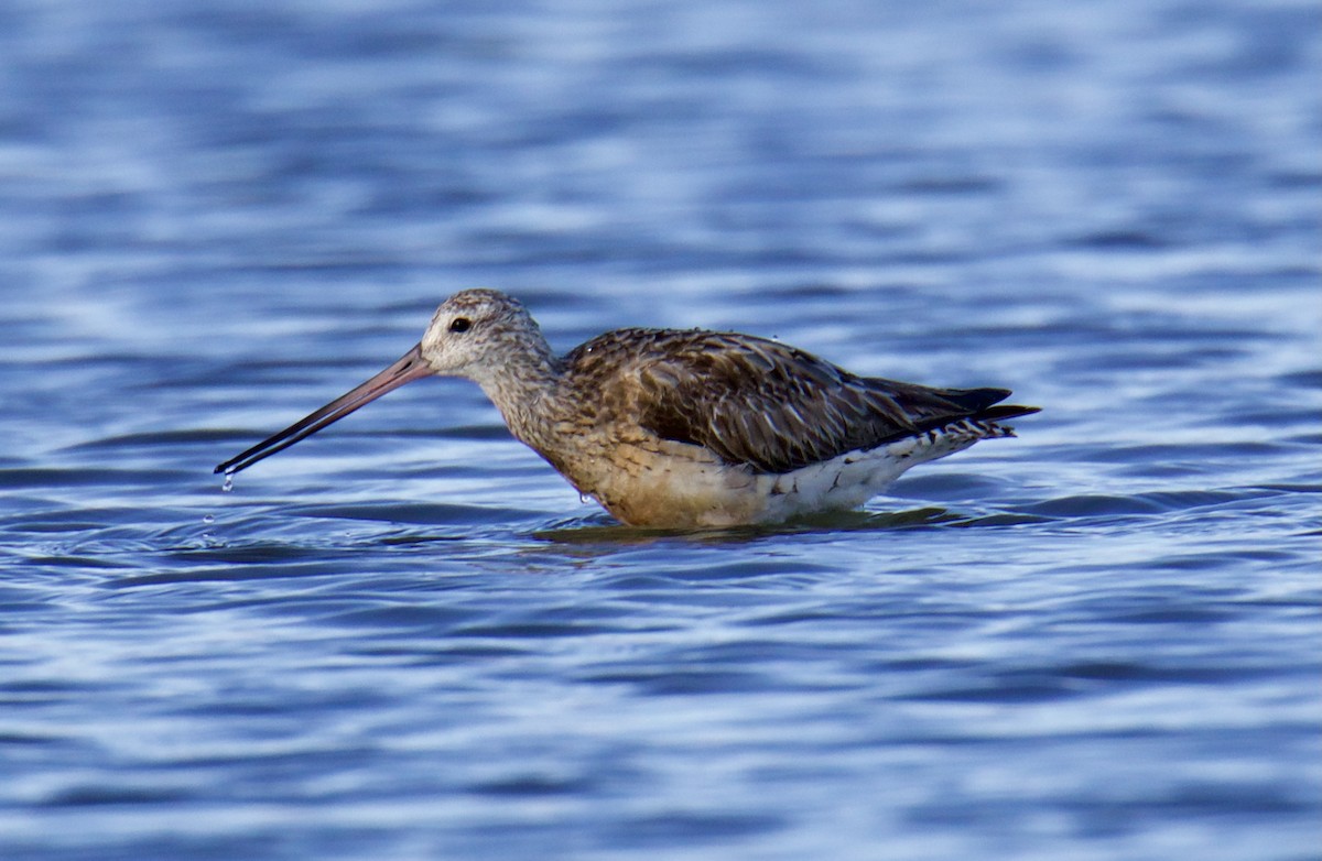 Bar-tailed Godwit (European) - Jordan Juzdowski