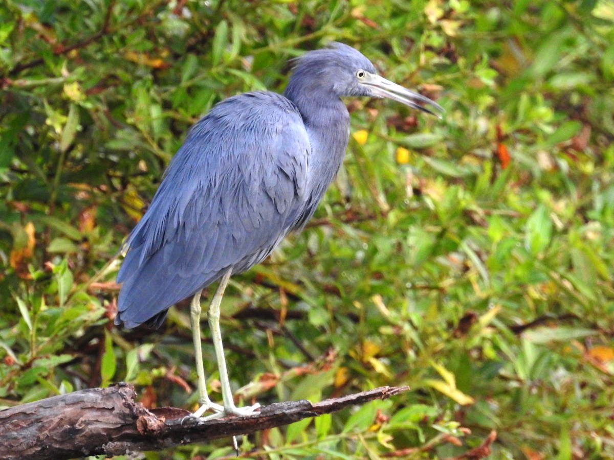 Little Blue Heron - ML382738891