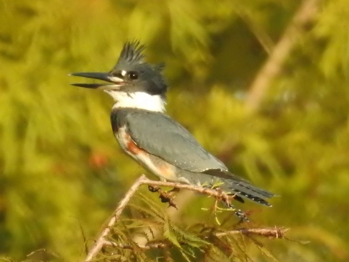 Belted Kingfisher - ML382739301