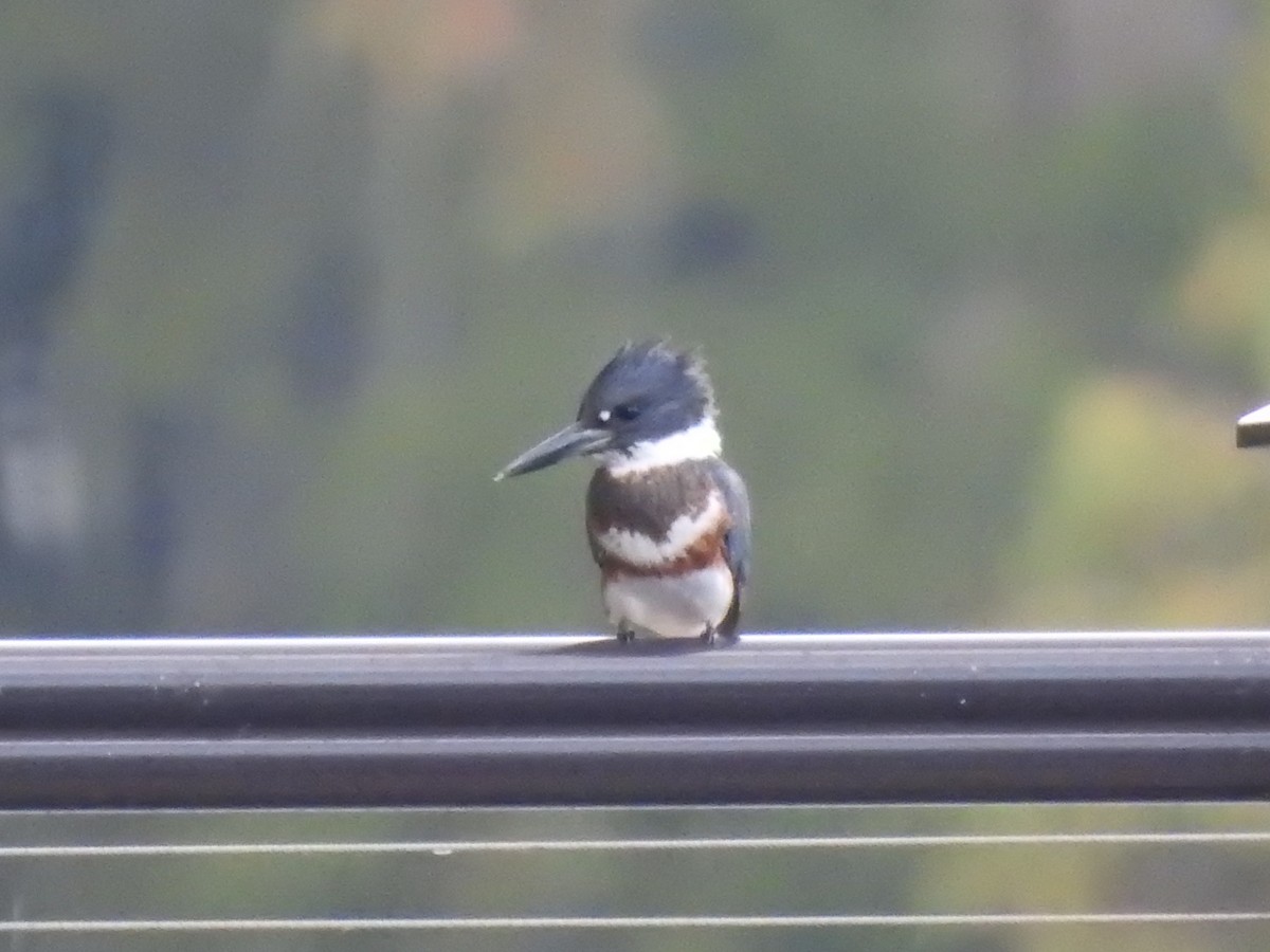 Belted Kingfisher - ML382739321