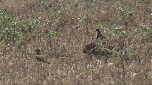 Banded Lapwing - ML382741171