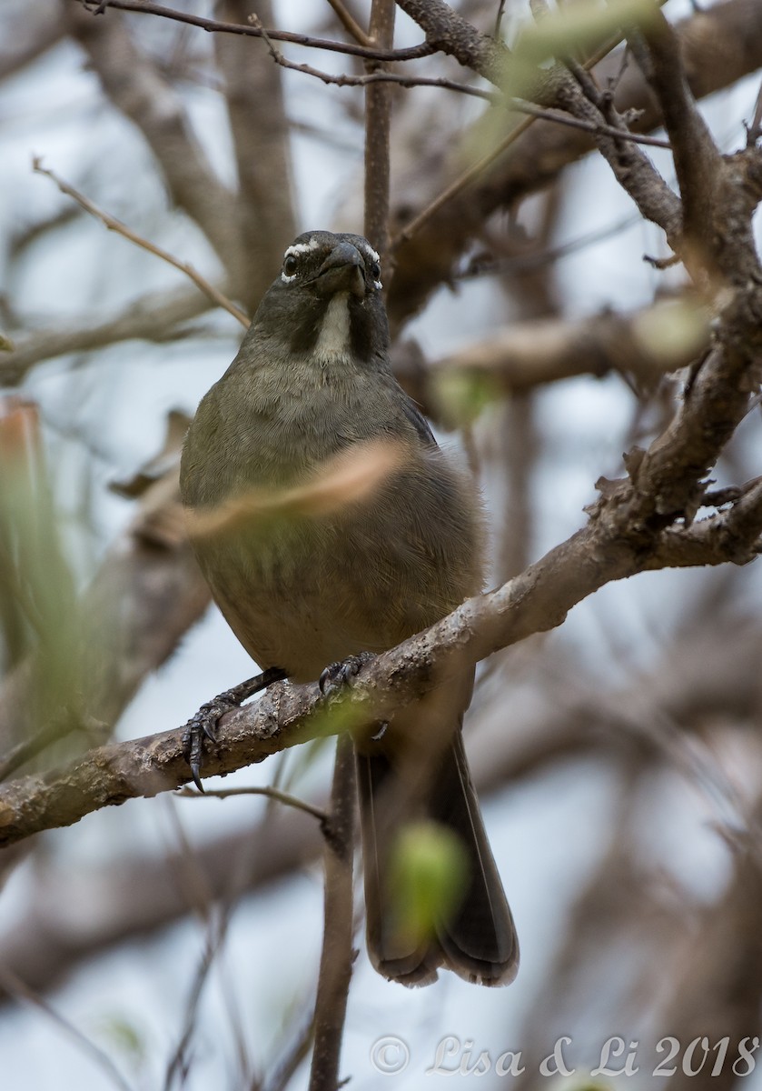 Olive-gray Saltator - ML382741871