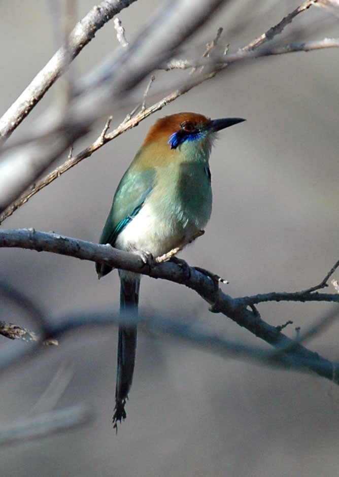 Russet-crowned Motmot - Bob Martinka