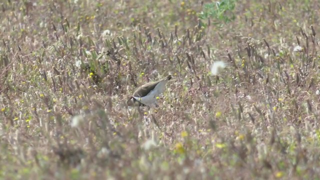 Banded Lapwing - ML382742791