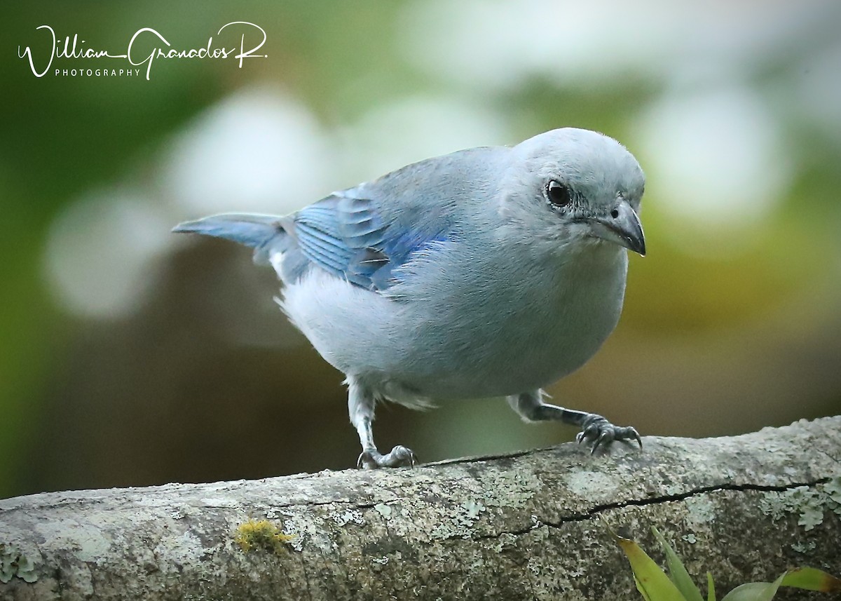 Blue-gray Tanager - ML382743931