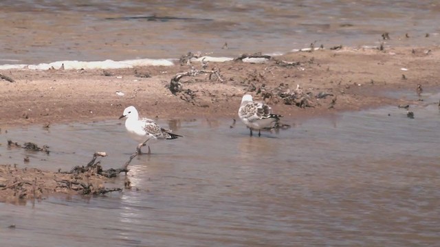 Mouette argentée (novaehollandiae/forsteri) - ML382744991