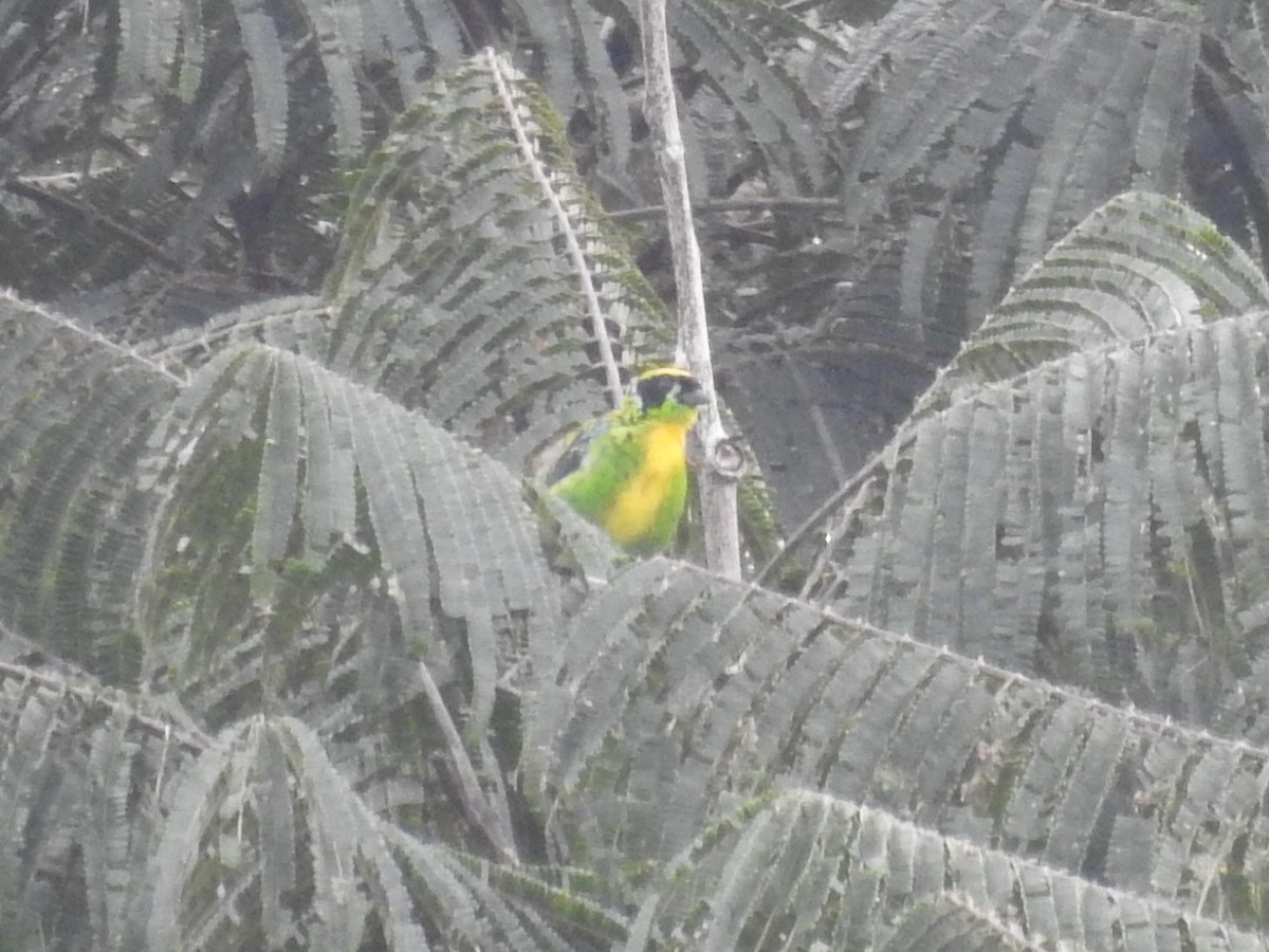 Green-and-gold Tanager - ML382745011