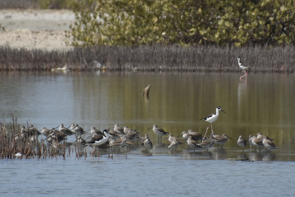 Bindenstrandläufer - ML382746051