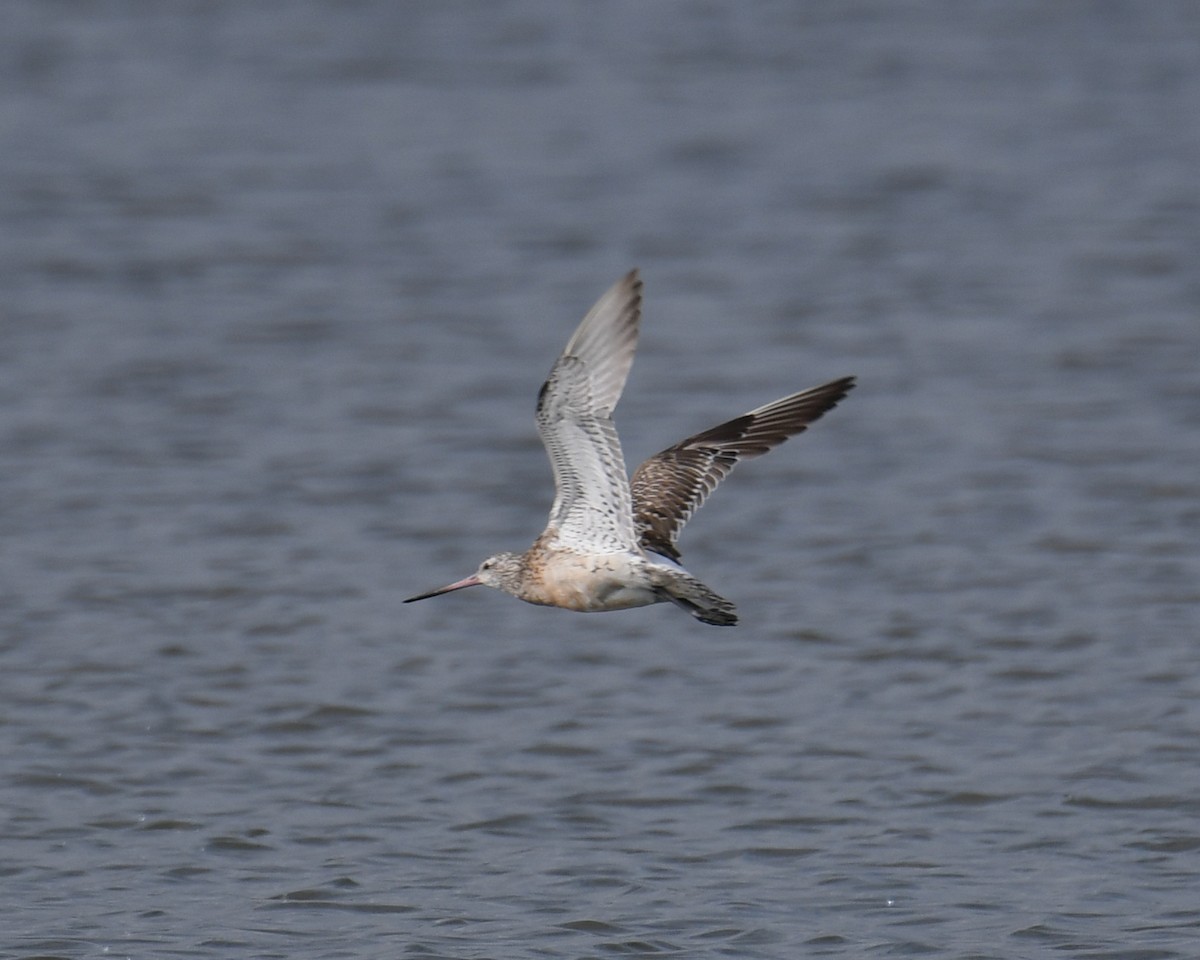 Bar-tailed Godwit - Keith McCullough