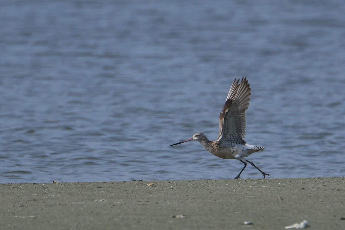 Bar-tailed Godwit - Keith McCullough