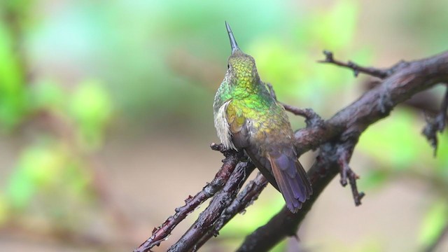 Berylline Hummingbird - ML382747771