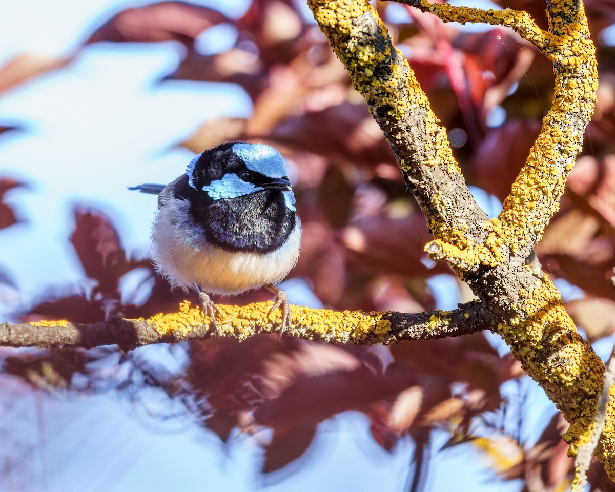 Superb Fairywren - ML382747891