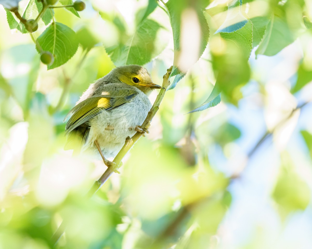 Fuscous Honeyeater - ML382747931