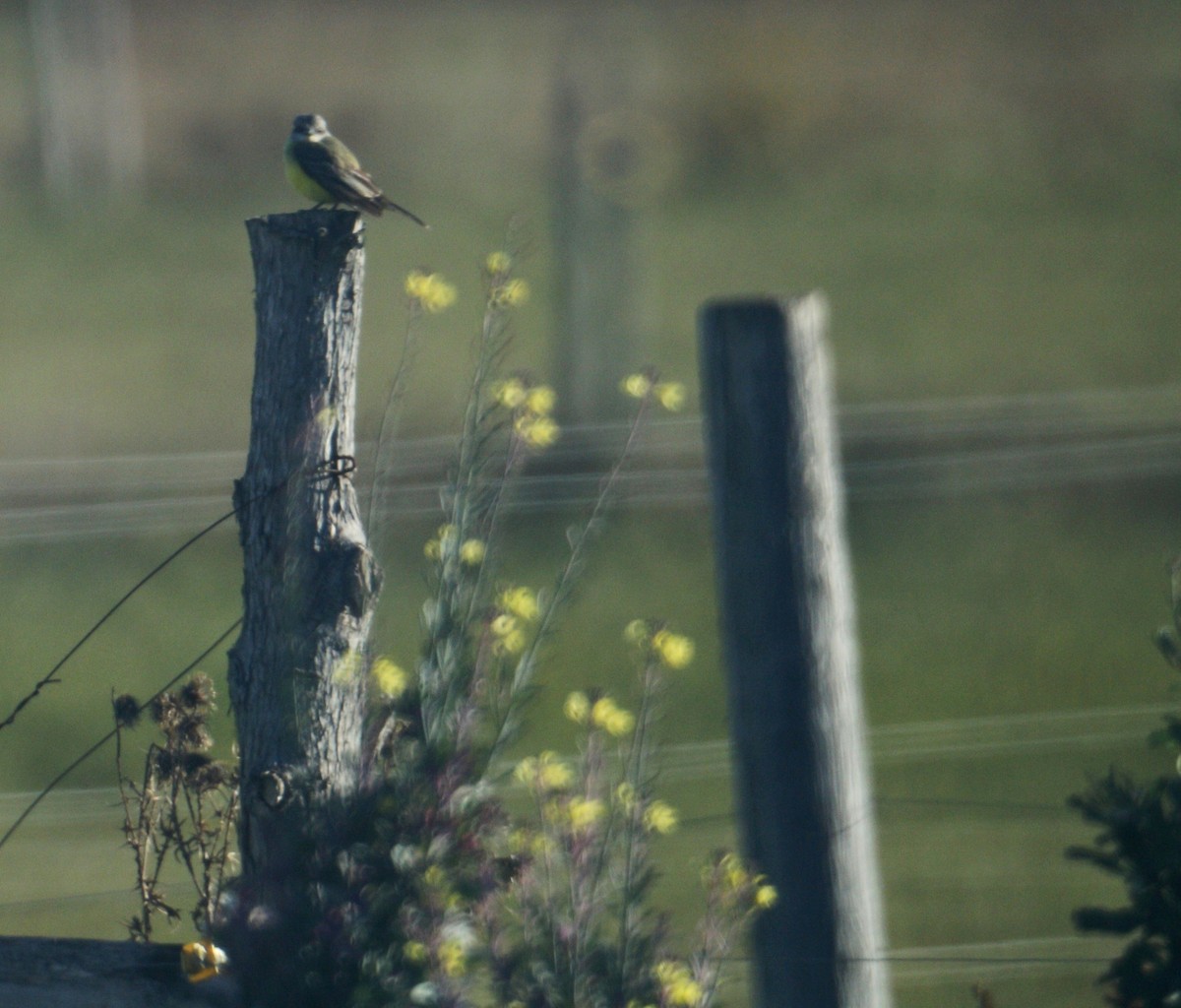 Tropical Kingbird - ML38274881